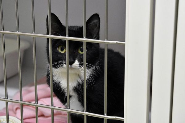 「１人で数十～１００匹」多頭飼育の崩壊、猫の収容数が急増　県動物愛護管理センター「去勢や避妊をしてほしい」｜社会｜徳島ニュース｜徳島新聞