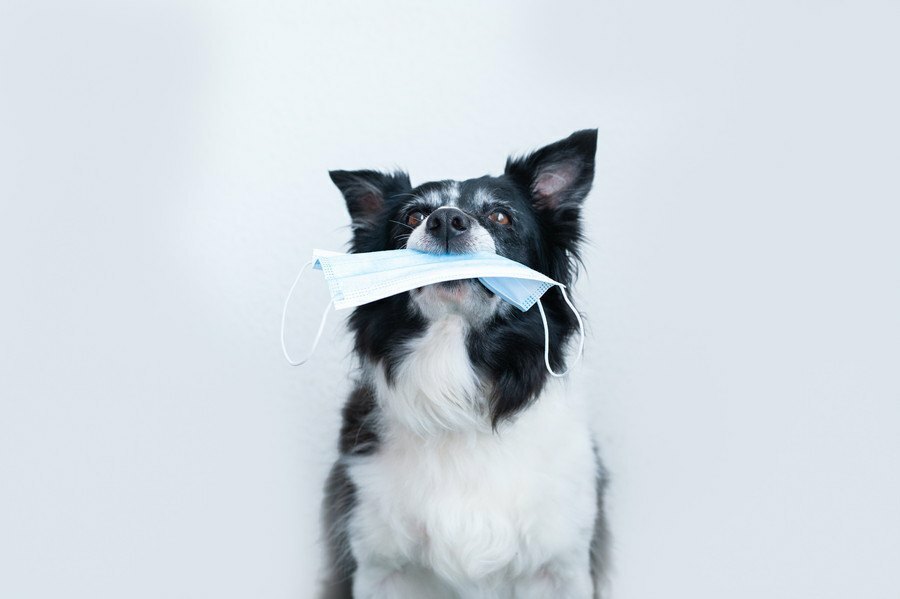 犬がマスクを誤飲するトラブル多発中！食べてしまったときの適切な対処法とは - Yahoo! JAPAN
