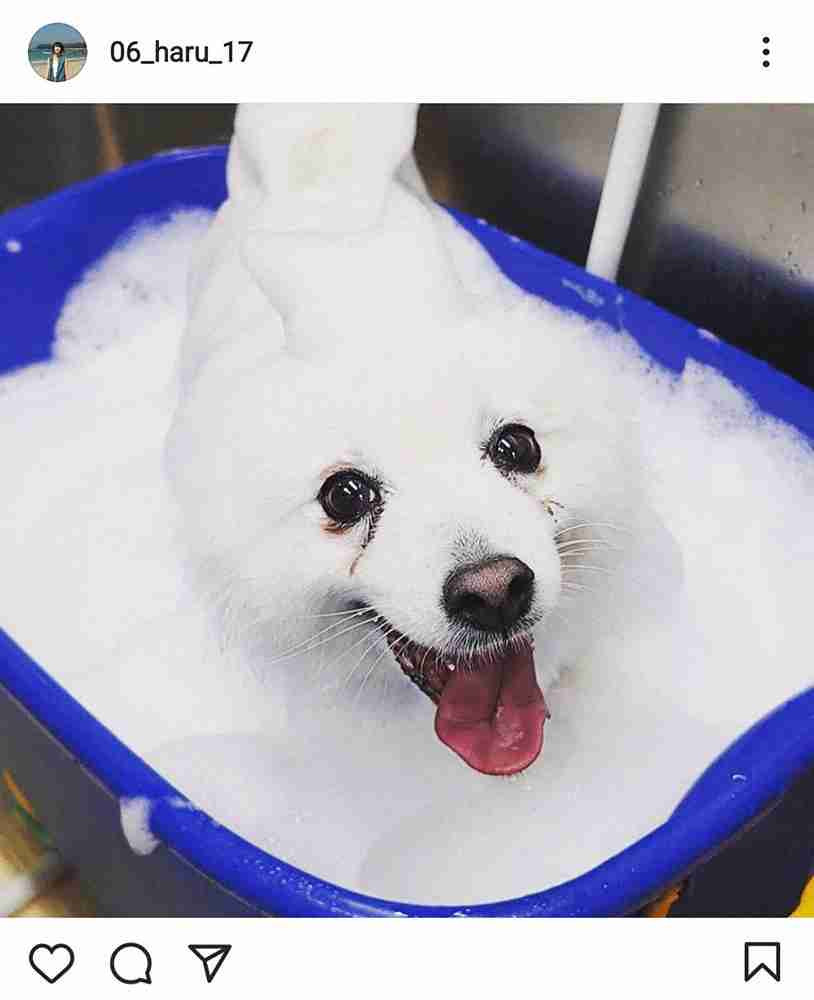波瑠「どこまでが犬でどこからが泡…」の愛犬の写真を投稿 ファン「癒されます」「心が和らぎます」と感謝