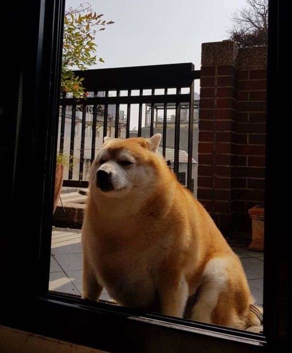 プチ驚いた画像を貼ってみるトピpart2
