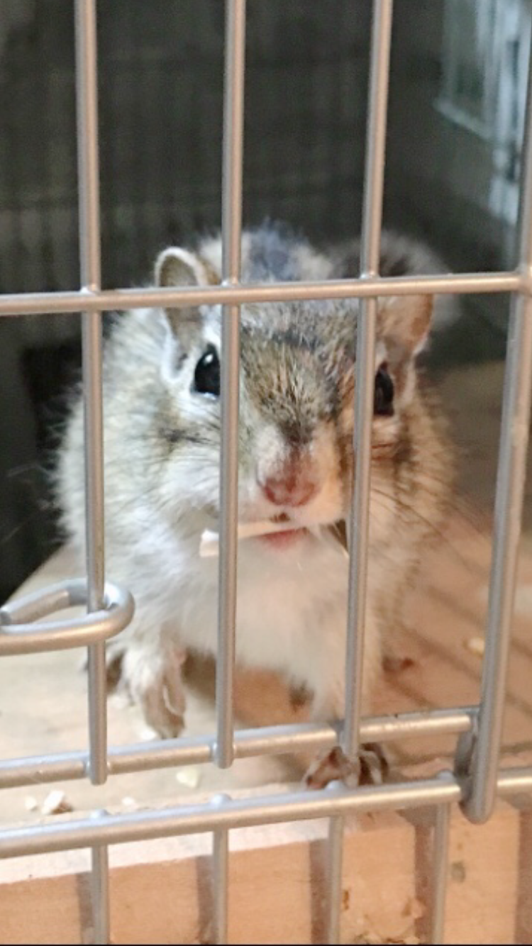珍しいペット飼ってる人(犬、猫、ハムスター以外)