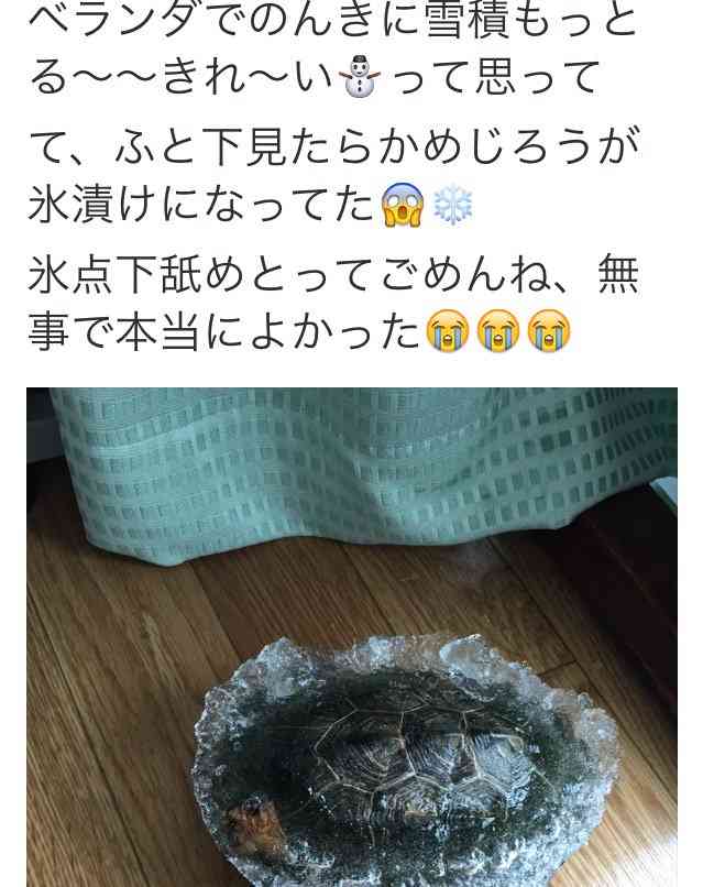 米テキサス記録的寒波 絶滅危惧のウミガメが床一面に・・・