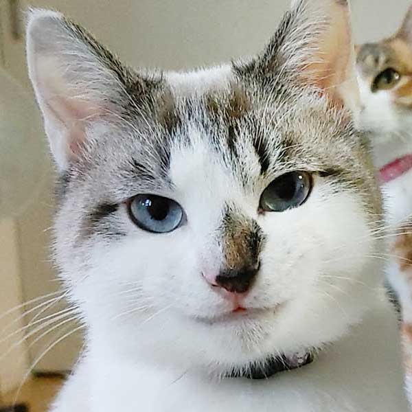 イケメン動物の画像を貼るトピ【Part2】