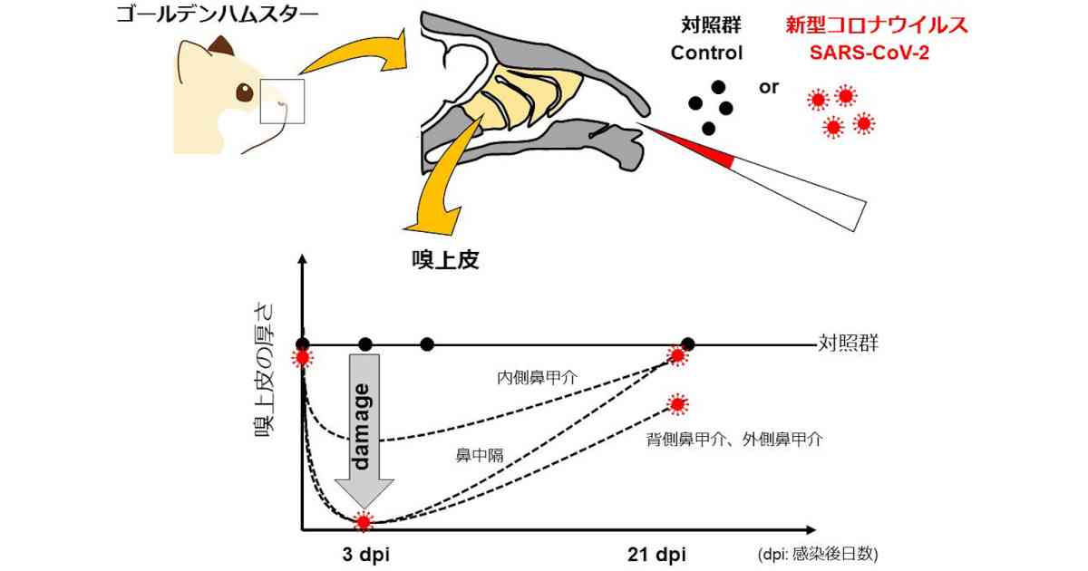 新型コロナによる嗅覚障害は正常に戻らない可能性がある、東大が確認 | TECH+