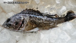 クロソイから基準を超える放射性物質が検出（福島中央テレビ） - Yahoo!ニュース