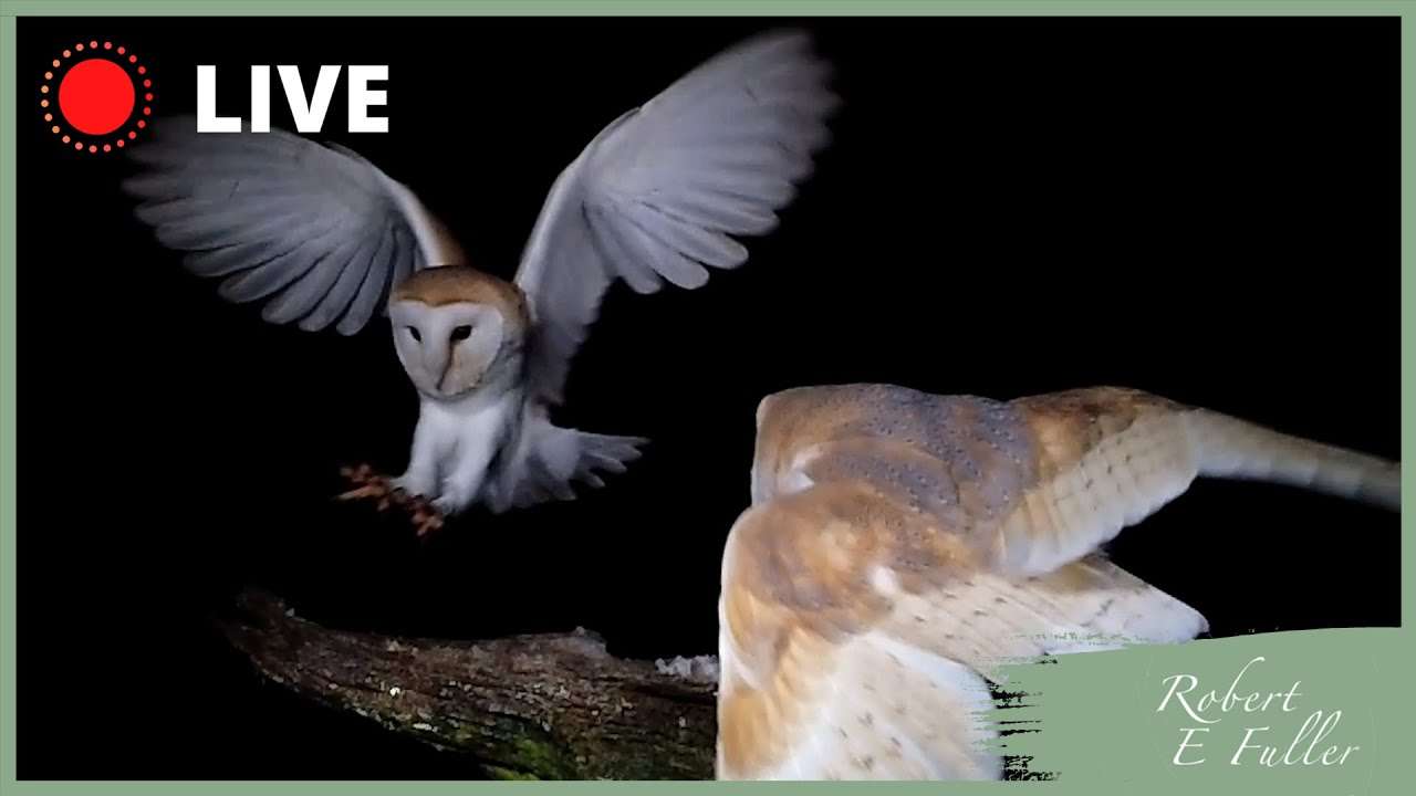 Barn Owls, Tawny Owls and Other British Wildlife | Yorkshire, UK - YouTube