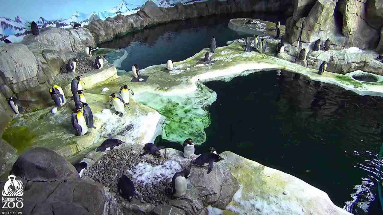 KC Zoo Penguin Cam 4K - YouTube