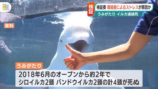 BSN NEWS｜BSN新潟放送動画ニュースサイト | イルカ連続死 環境差によるストレス原因か