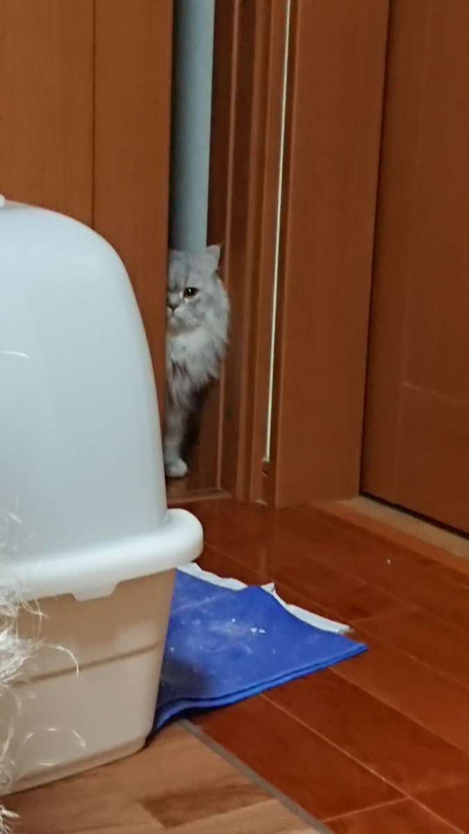 地震のことを『これは飼い主のせい』と解釈した猫に距離を置かれてしまう事例が発生