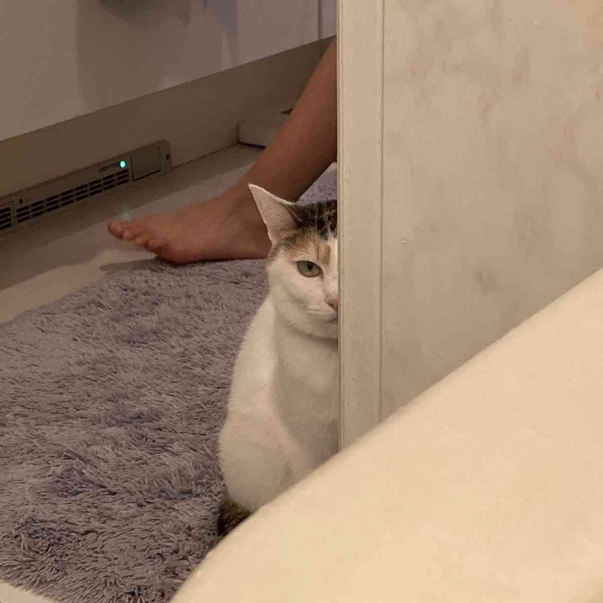 地震のことを『これは飼い主のせい』と解釈した猫に距離を置かれてしまう事例が発生