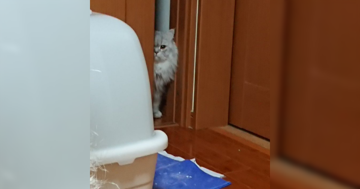 地震のことを『これは飼い主のせい』と解釈した猫さんに距離を置かれてしまう事例たち「余震で揺れる度に睨みつけてました」 - Togetter