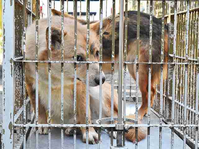 不衛生な環境で約６０頭の犬を飼育　動物愛護法違反容疑で男逮捕　岐阜県警（岐阜新聞Ｗｅｂ） - Yahoo!ニュース