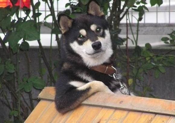 イケメン動物の画像を貼るトピ【Part2】