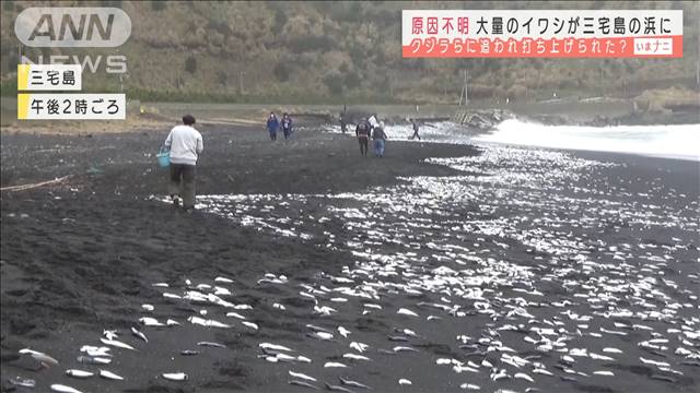 News Digest - 大量のイワシ打ち上げられる クジラに追われて?