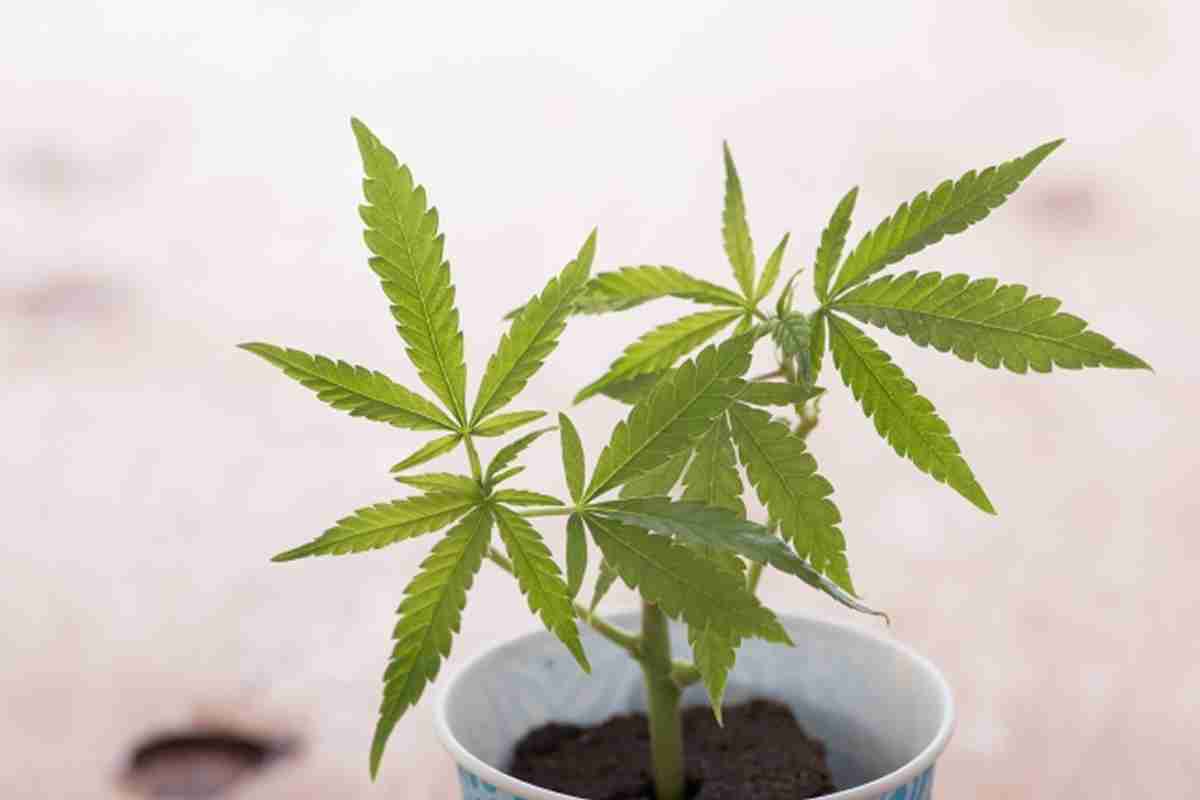 【タイ医療大麻】家庭での栽培がスタート、2月11日に苗木を配布