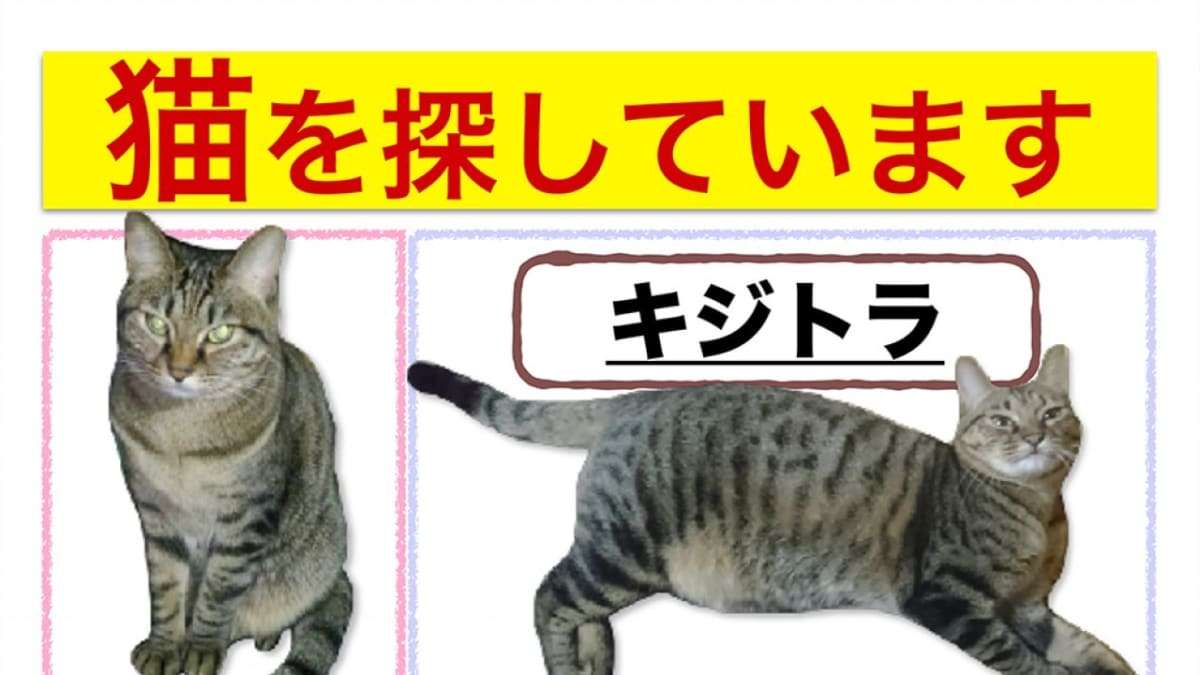 ネコ100匹が大阪地震で消えた！ | FRIDAYデジタル