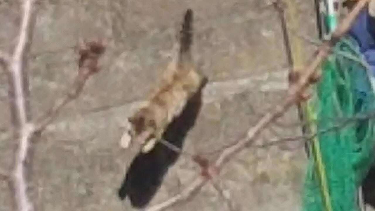 神田川で猫の救出劇 - YouTube