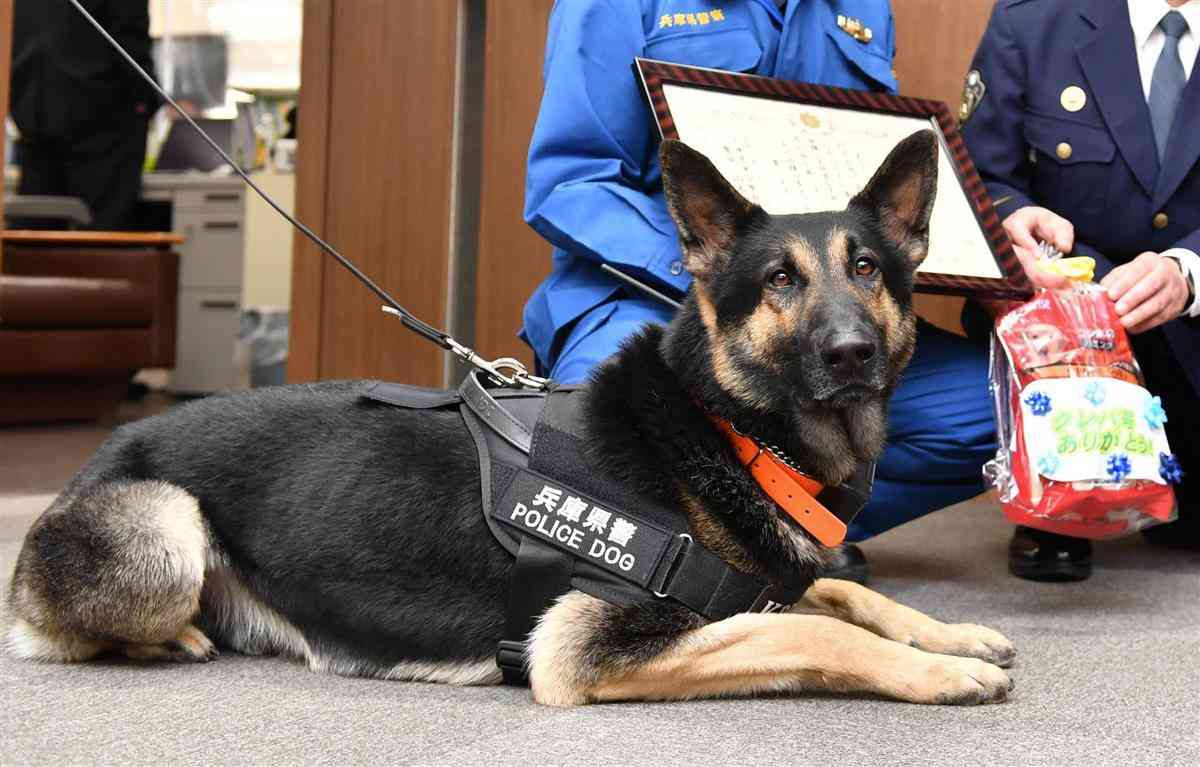 警察犬クレバ号復活　不明女性発見で感謝状　兵庫県警　 - 産経ニュース