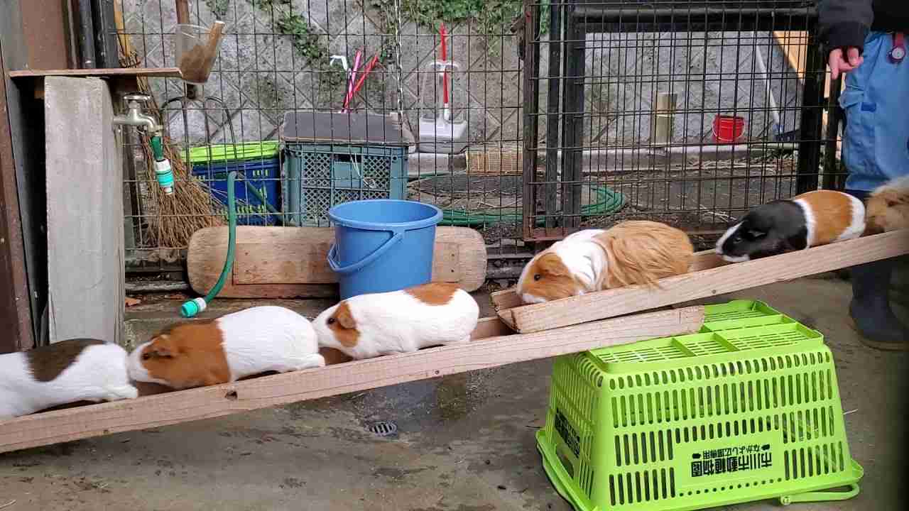 モルモットキャラバン（市川市動植物園）