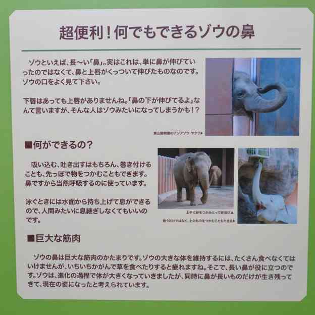 ゾウが鼻で一撃、飼育員死亡　スペイン動物園