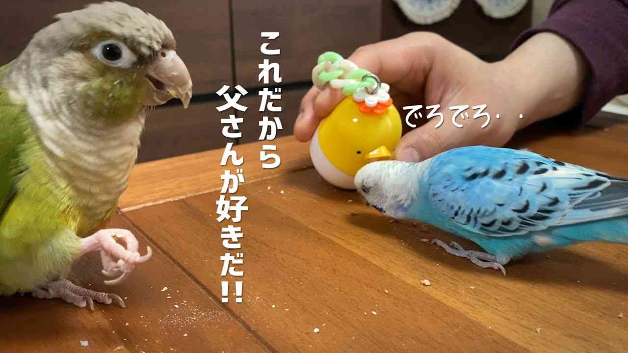 主人からもらうおやつに心弾ませる鳥たち - YouTube