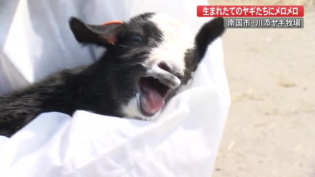 ヤギ牧場でベビーラッシュ　新たな挑戦とは…　【高知・南国市】（高知さんさんテレビ） - Yahoo!ニュース
