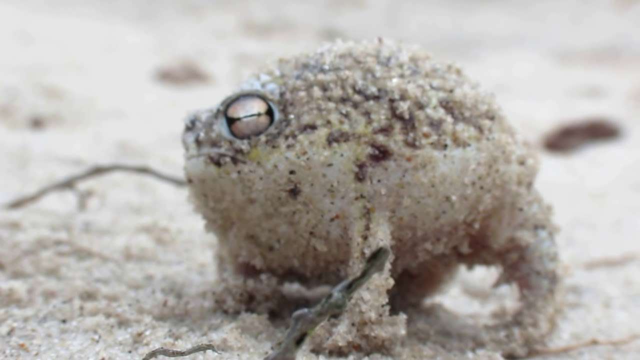 Worlds Cutest Frog - Desert Rain Frog - YouTube