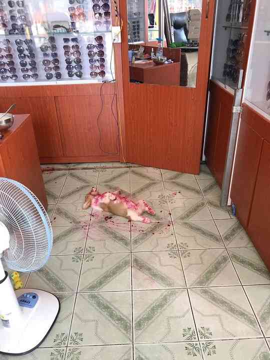 「血？　事件？」いたずら犬に飼い主は「心臓が止まるかと思った！」（米）