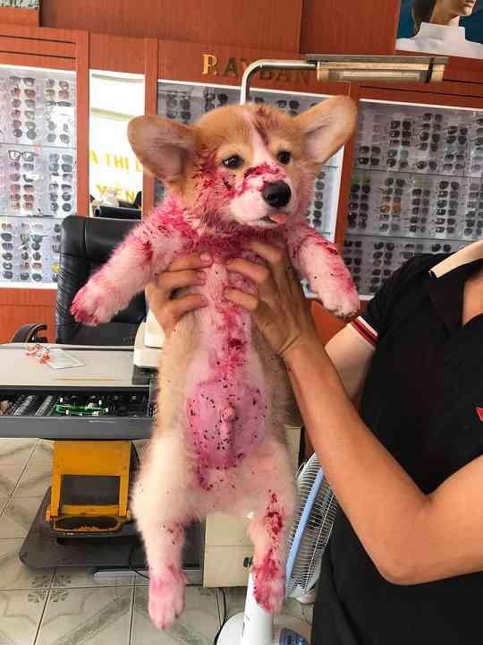 「血？　事件？」いたずら犬に飼い主は「心臓が止まるかと思った！」（米）