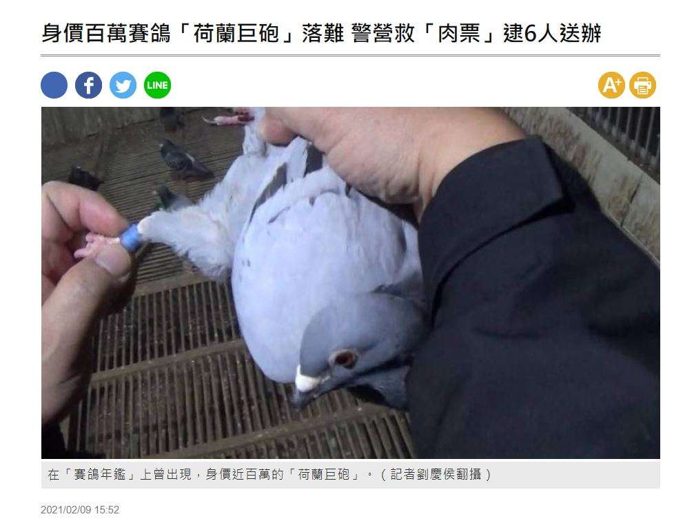 【海外発！Breaking News】レース鳩を狙う誘拐犯6人逮捕　その価値370万円のサラブレッド鳩を保護（台湾） | Techinsight（テックインサイト）|海外セレブ、国内エンタメのオンリーワンをお届けするニュースサイト