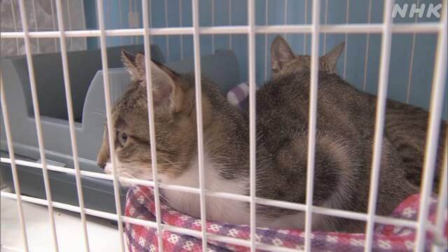 猫139匹 多頭飼育の夫婦 書類送検 避妊手術せず 神奈川 | NHKニュース
