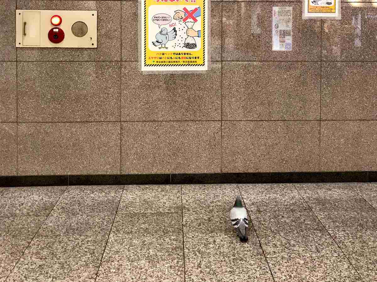 駅のポスターを見つめる鳩 書かれていた内容に「切ない」「哀愁が…」の声 | TRILL【トリル】