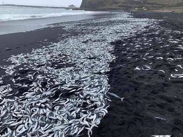 痛いニュース(ﾉ∀`) : 【画像】 三宅島で大量の魚が打ち上げられているのが見つかる - ライブドアブログ