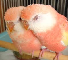 【教えて!】おすすめの小鳥