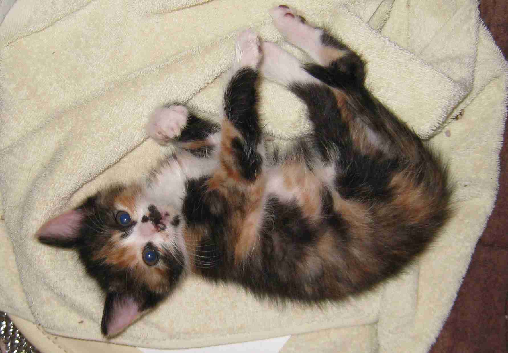 (身バレしない程度に)お宅の猫ちゃん見せてください！part8