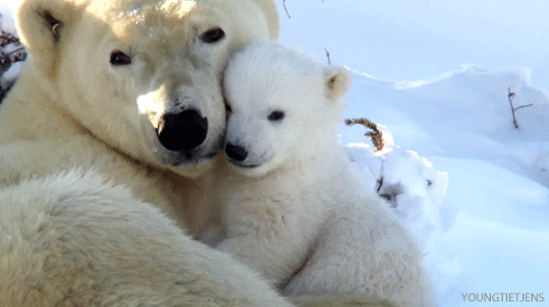動物親子の画像を貼るトピ