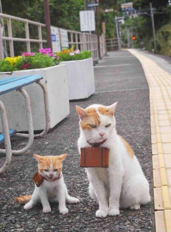 動物親子の画像を貼るトピ