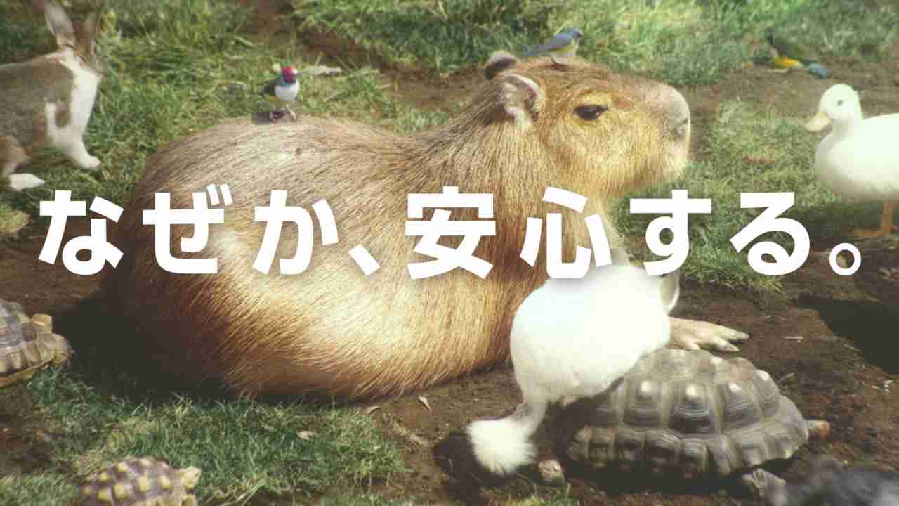 カピバラの“なぜか安心する”シーンのオンパレード！Web限定動画「#なぜか安心する『カピまる(*´ω`*)劇場』」 - YouTube