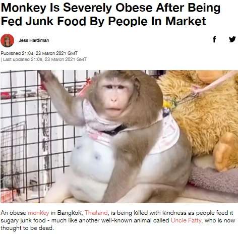 【海外発！Breaking News】ジャンクフードで超肥満になったサル　「このままでは命が危ない」（タイ）＜動画あり＞ | Techinsight（テックインサイト）|海外セレブ、国内エンタメのオンリーワンをお届けするニュースサイト
