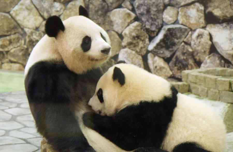 和歌山でパンダの交尾確認　秋にも赤ちゃん誕生か