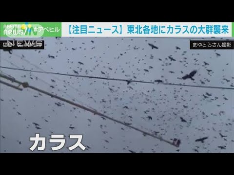 なぜ？“カラスの大群”東北各地に現る　専門家は・・・(2021年3月10日) - YouTube