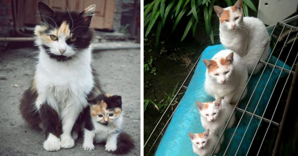 動物親子の画像を貼るトピ