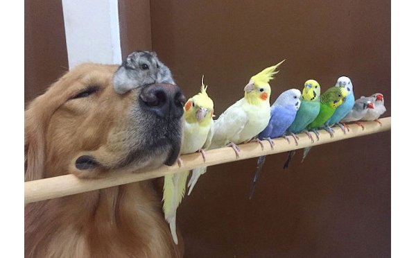 仲良し異種動物の画像を貼るトピ