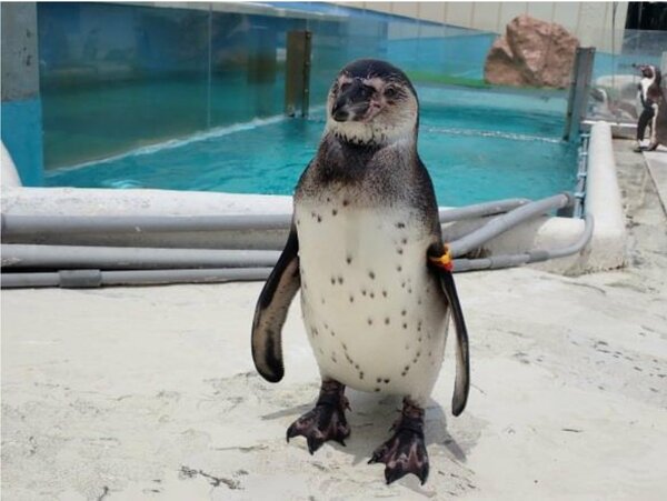 老朽化で「志摩マリンランド」が休止、マンボウ飼育、開館半世紀で幕