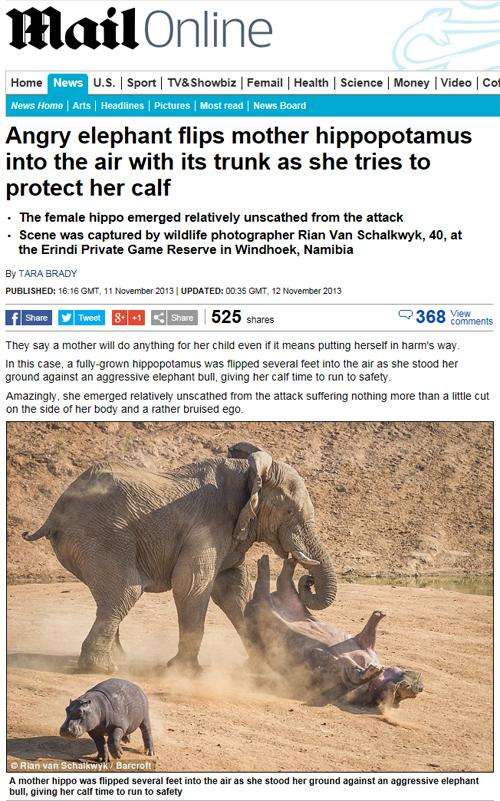 陸上で2番目に強い野生動物って何だと思いますか？