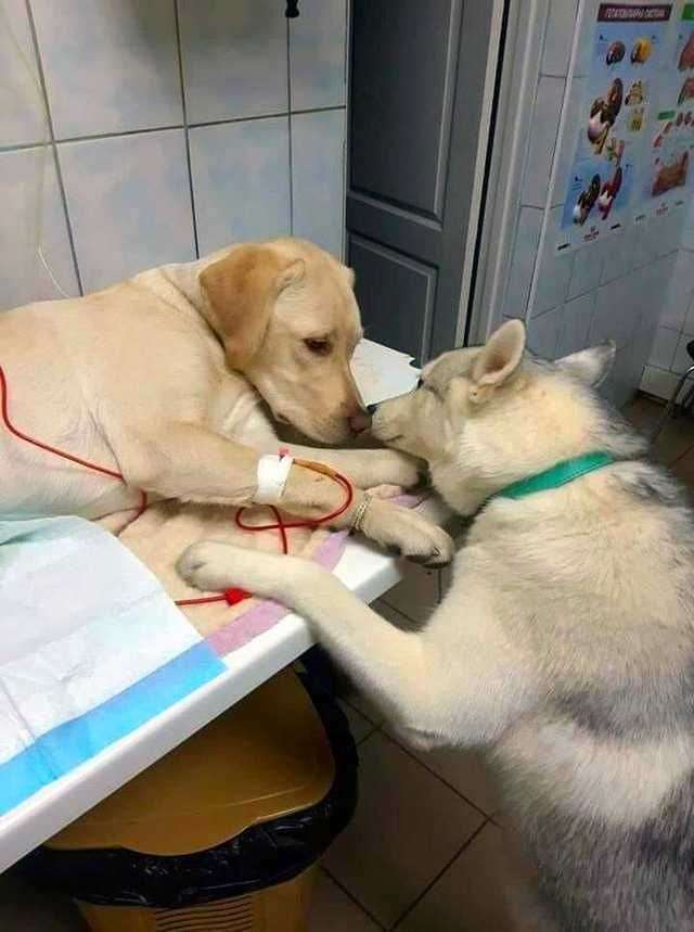 ちょっと感動してしまう画像やGIFで心を綺麗にするトピpart2