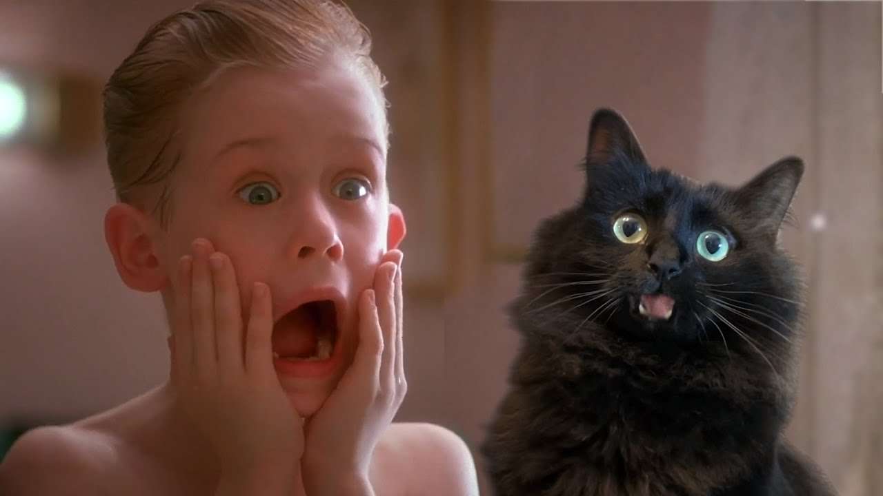 Home Alone with My Cat (OwlKitty Parody) - YouTube