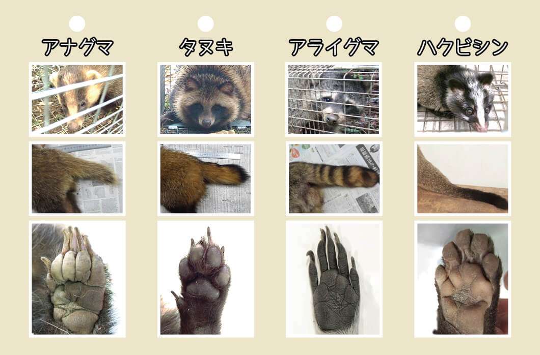 たぬき!狸!Tanuki!