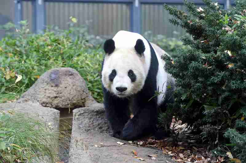 上野動物園、シンシンに発情兆候　リーリーと同居へ