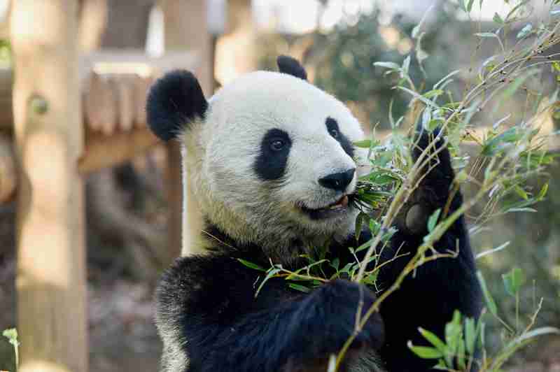 上野動物園、シンシンに発情兆候　リーリーと同居へ